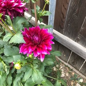 Meet your Posher, Lucy